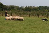 BORDER COLLIE - MOUTONS 037